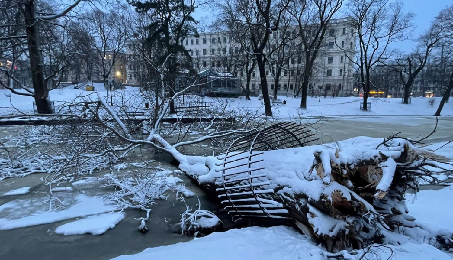 Kanālmalā nolauzts koks