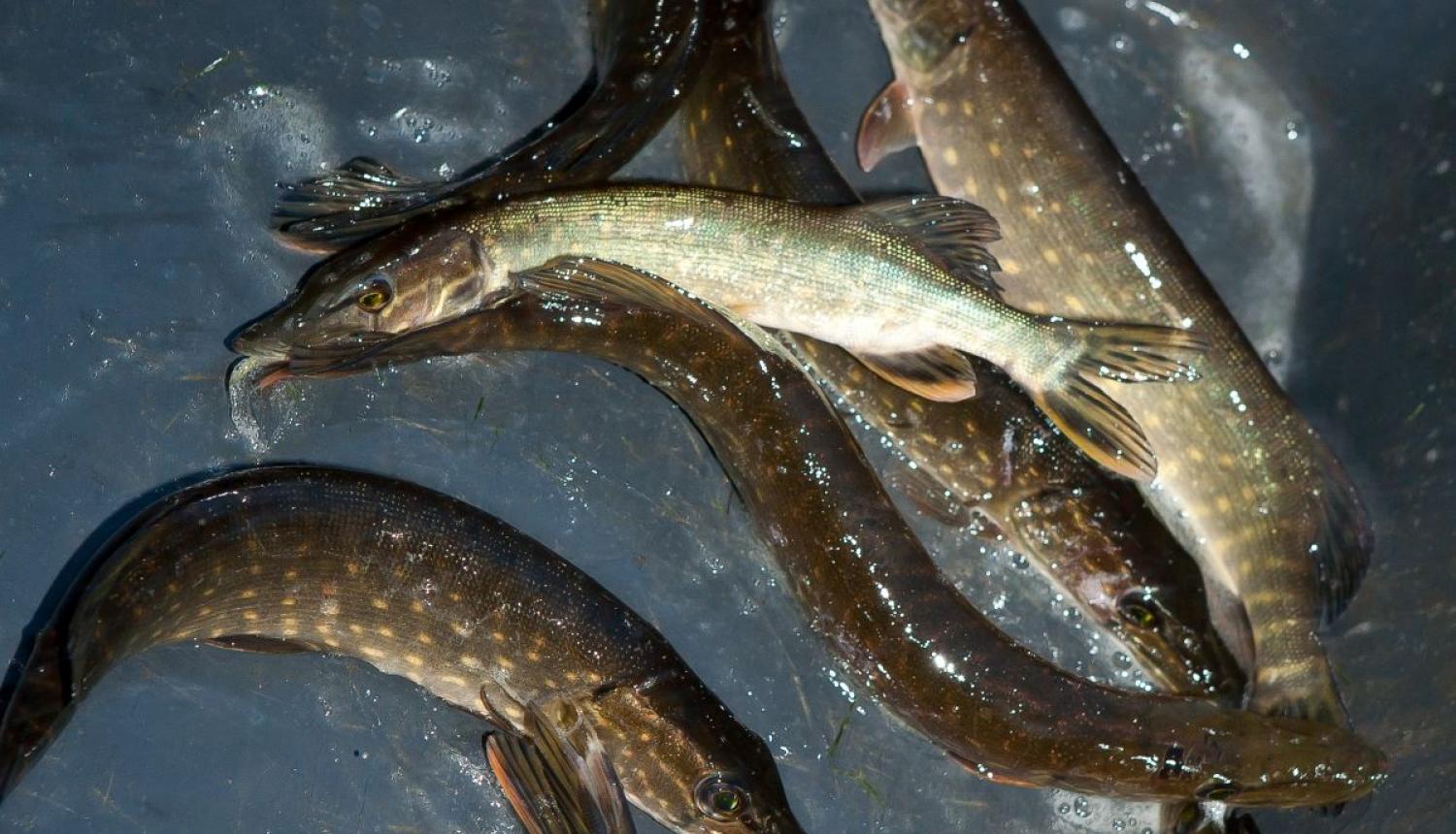 Lidakas