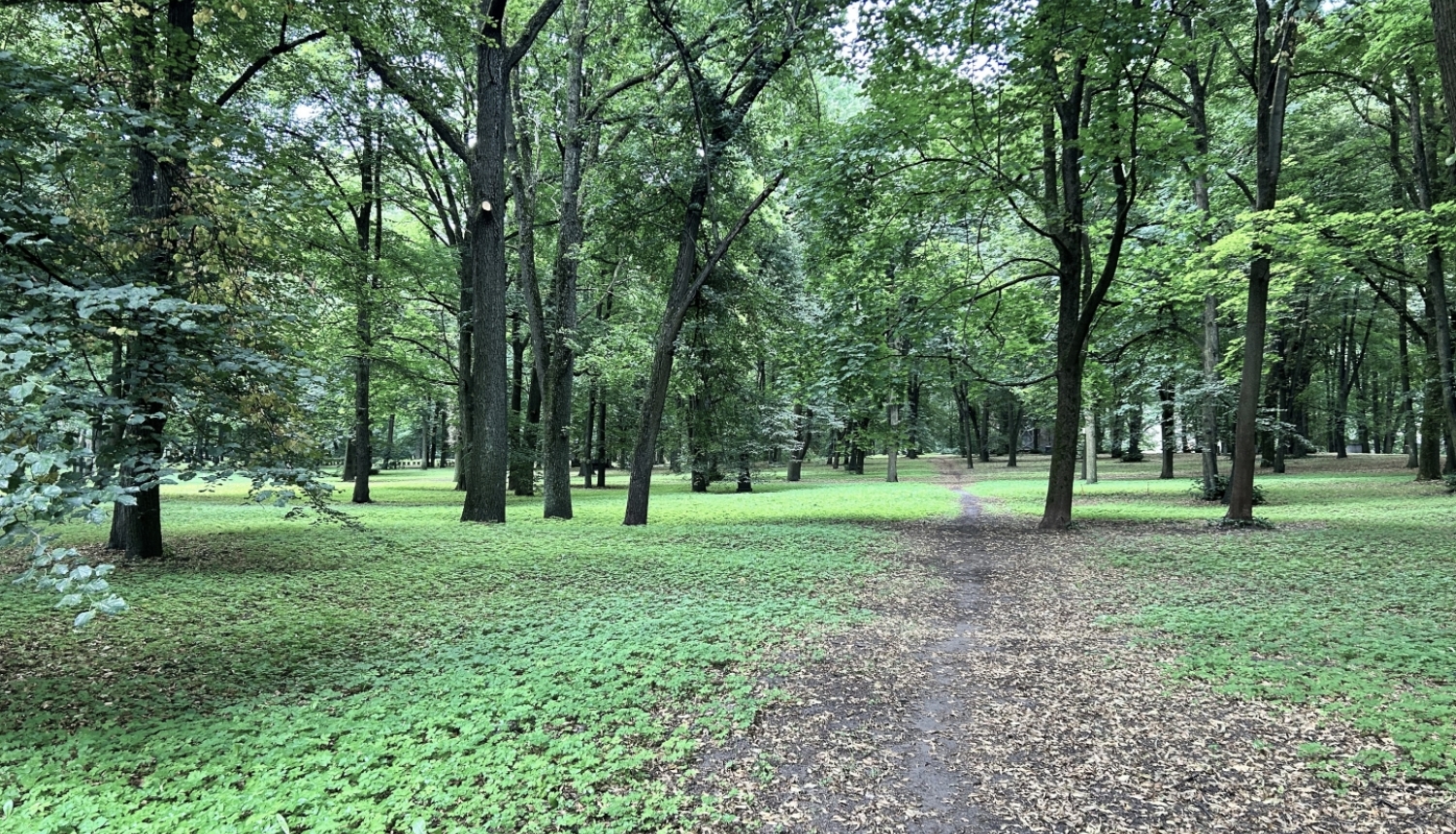 Lielie kapi koki