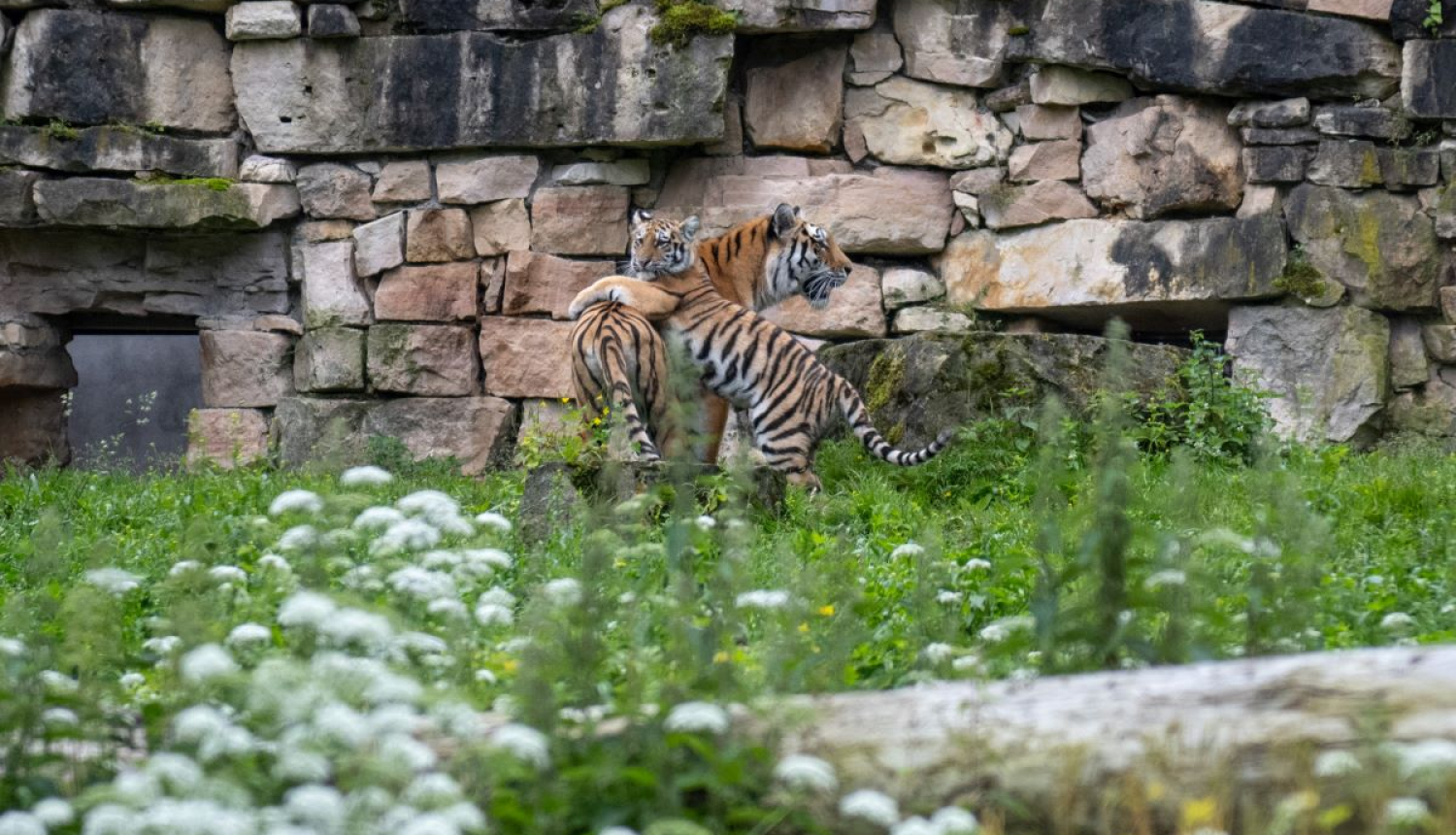 Rīgas zoo tīģerēni