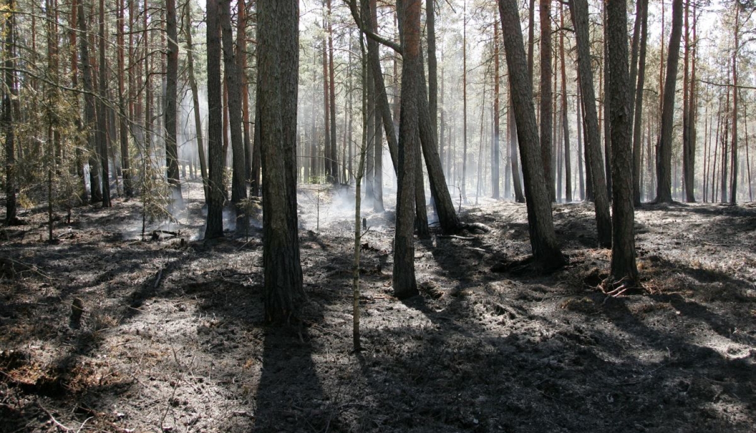 Mežs pēc ugunsgrēka