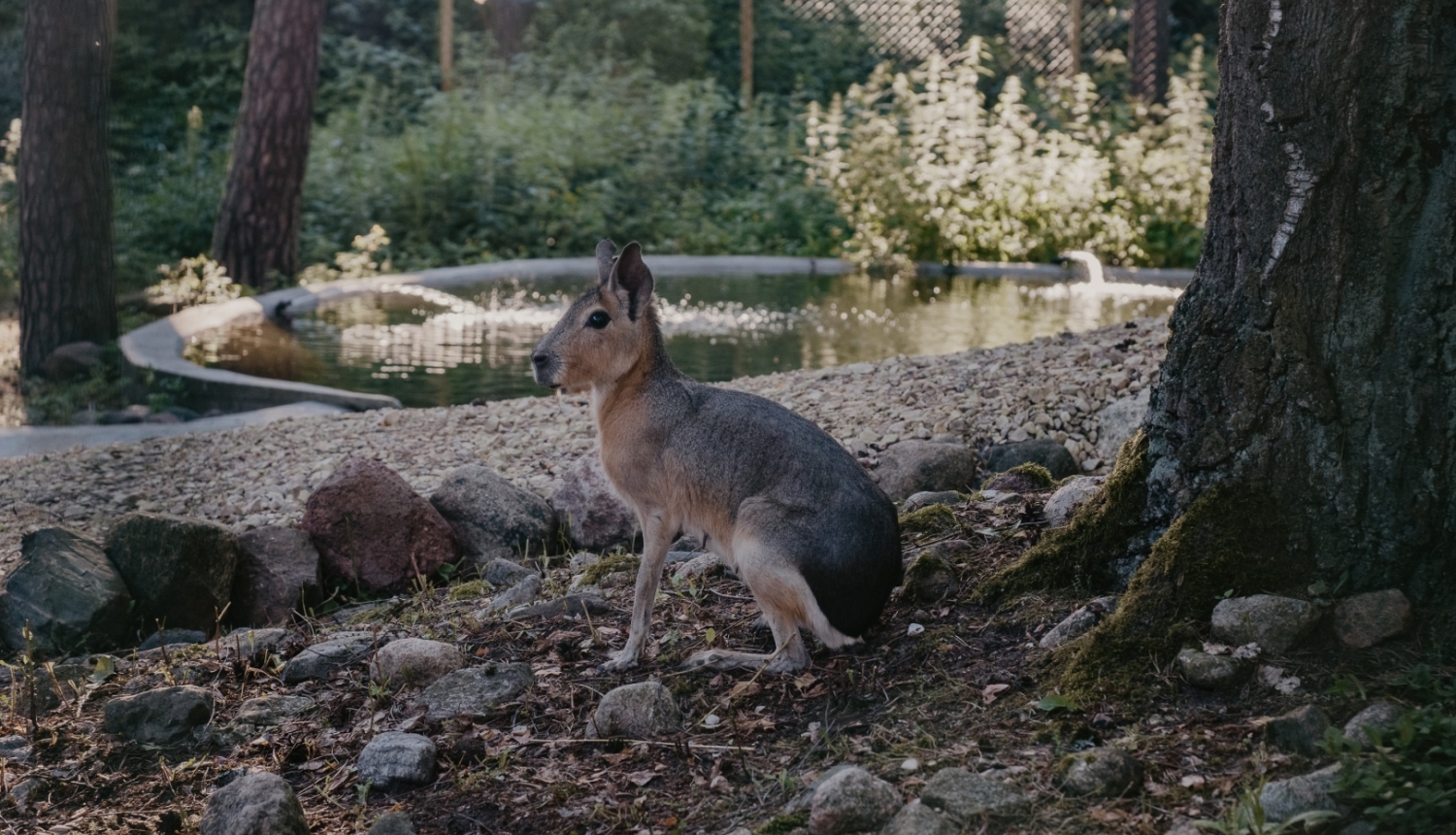 Patagonijas mara