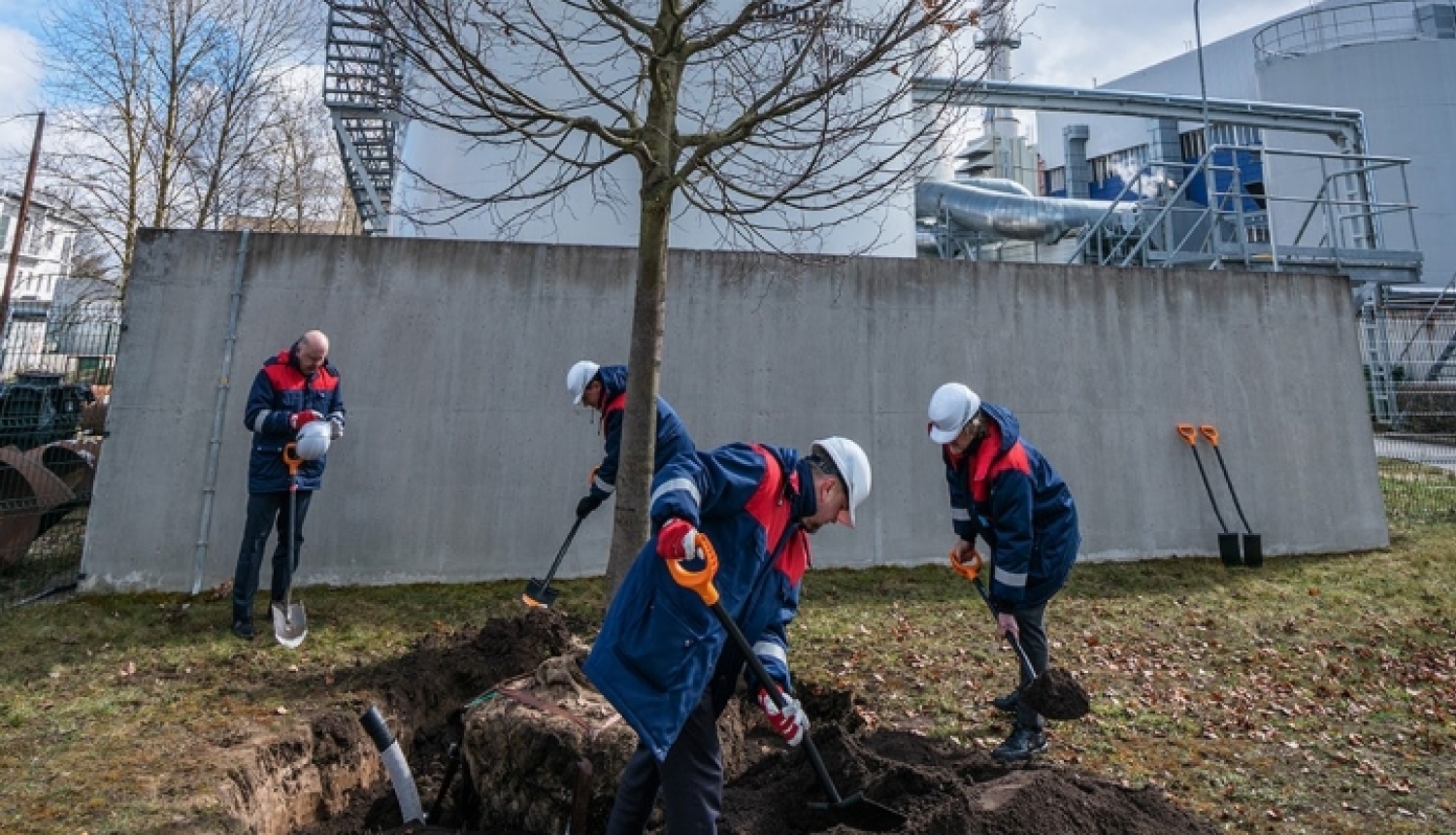 Rīgas siltums darbinieki stāda liepu