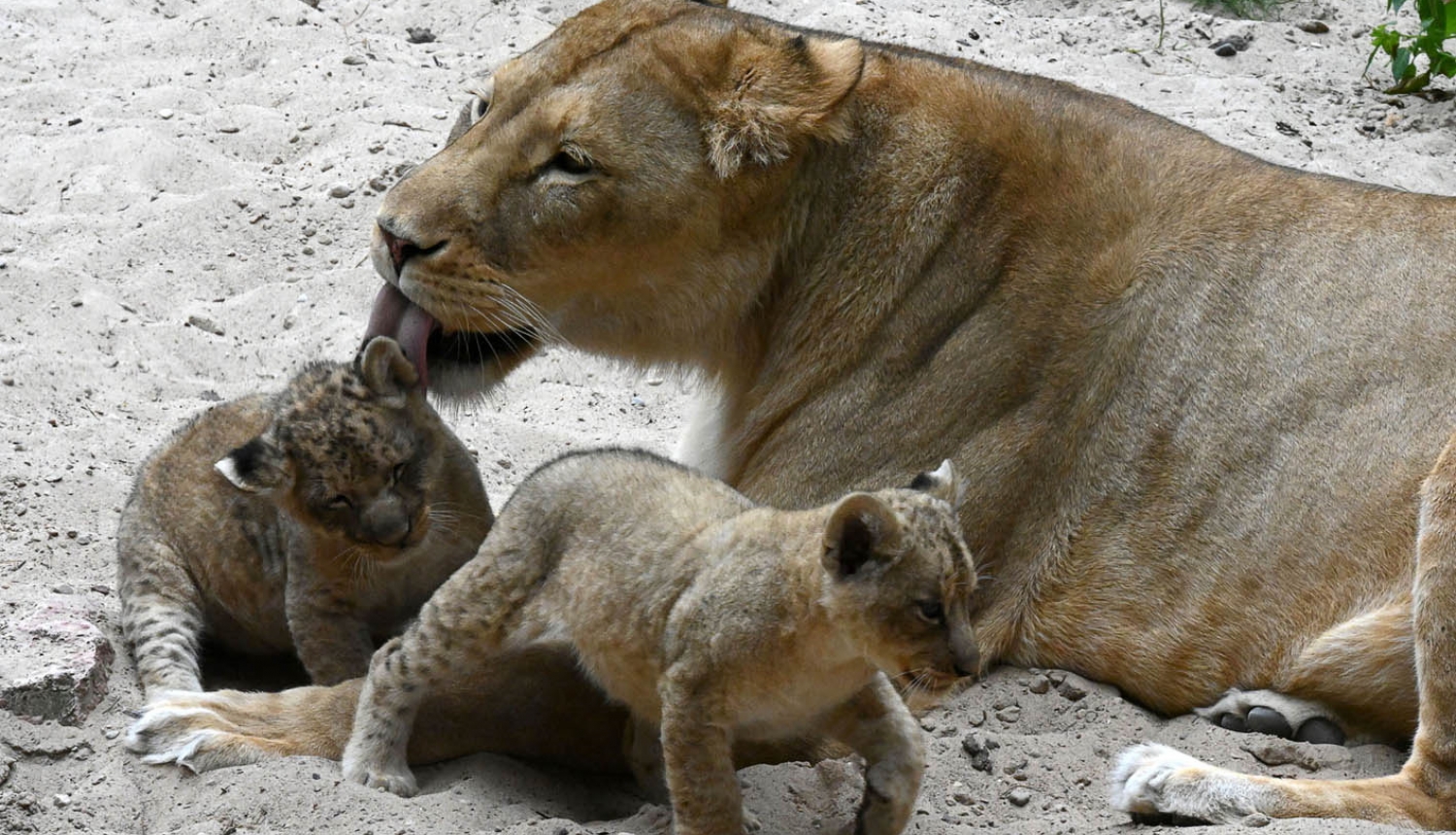 Lauvu māte ar lauvēniem