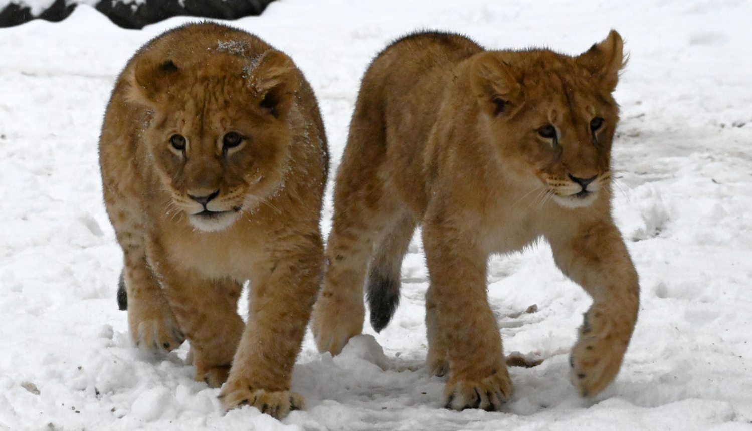 Lauvēni ziemā