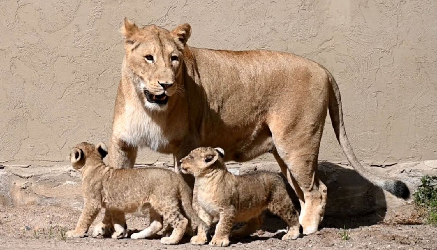 Lauvēni Rīgas zoodārzā