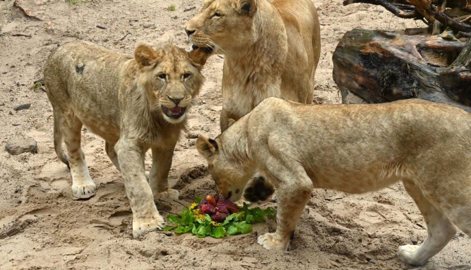 Rīga zoo lauvēnu jubileja