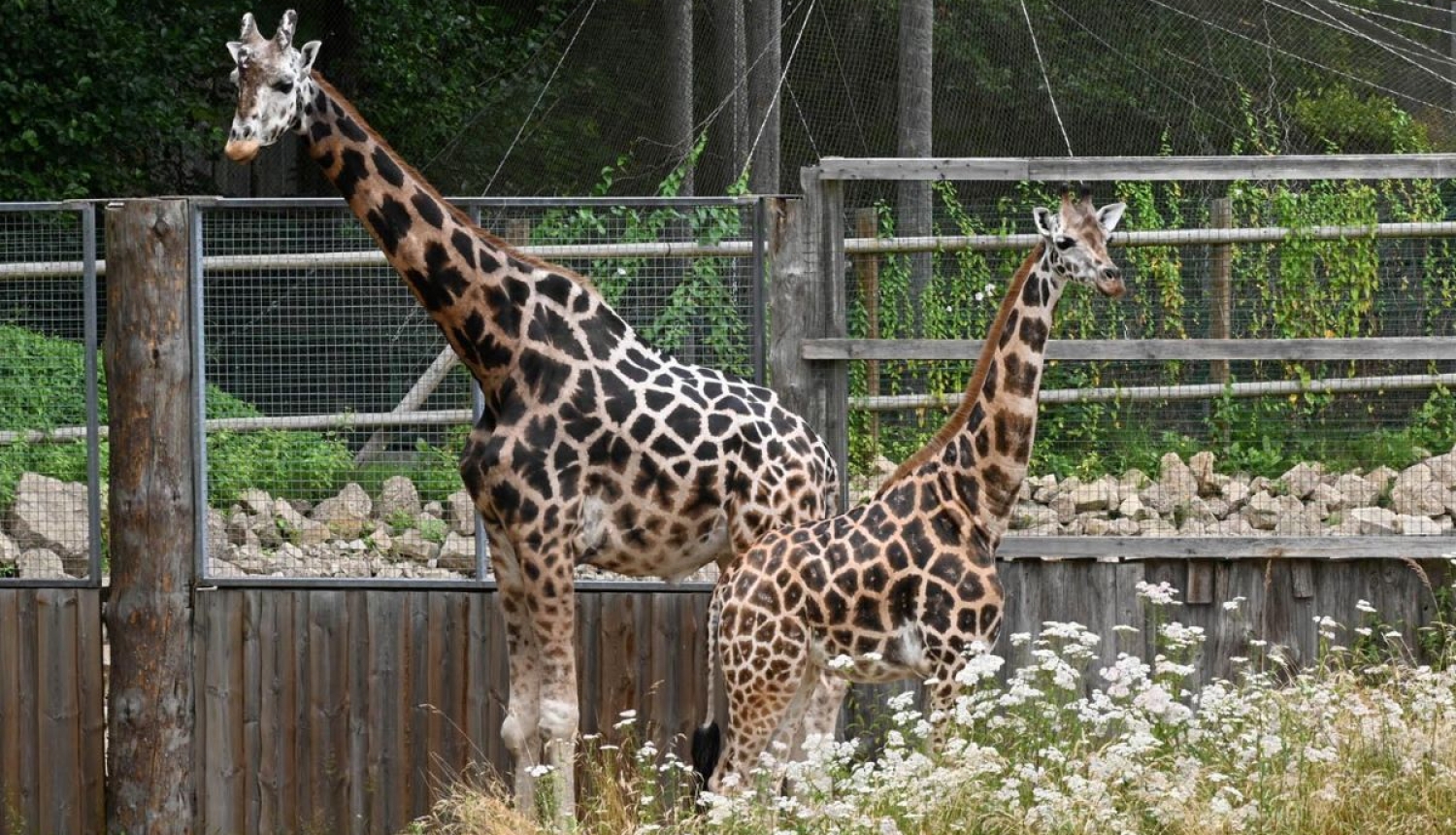 Žirafes Rīgas zoodārzā