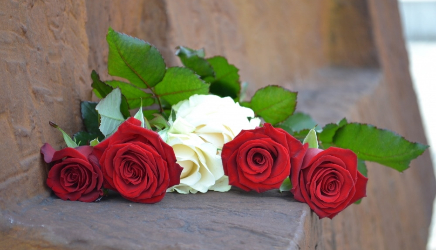 Sarkanbaltsarkanas rozes