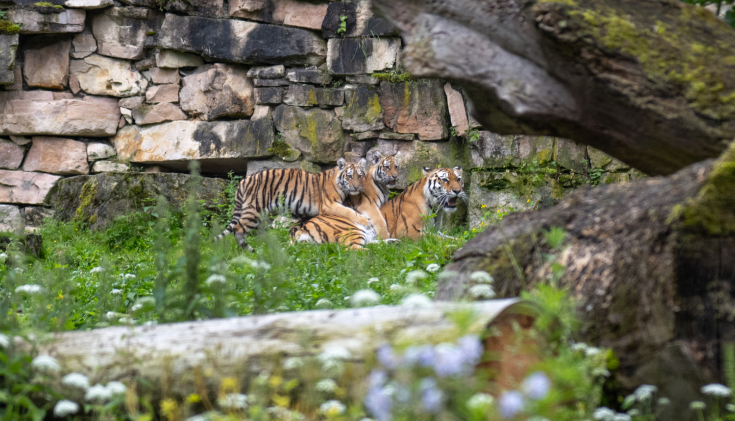Tīģeri Rīgas zoo
